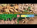How to grow Cassava At Home | cassava plant grow easy and fast - grow cassava to fast harvesting