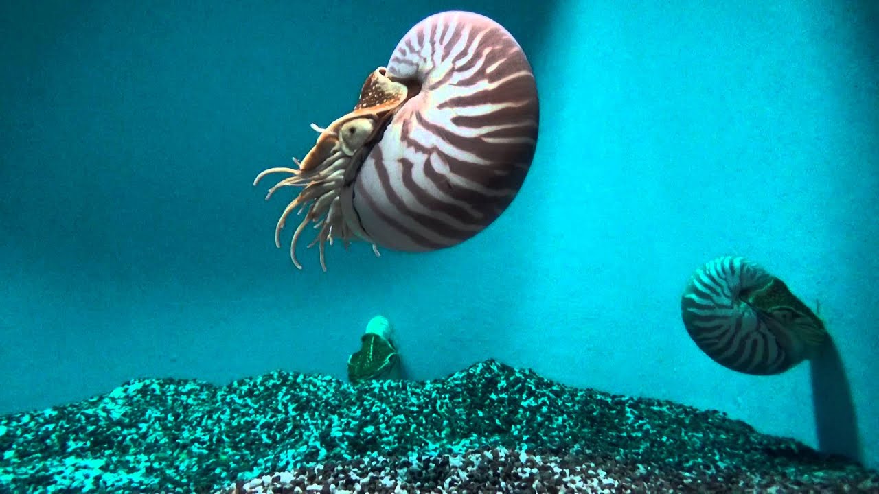 宮島水族館オウムガイ - YouTube
