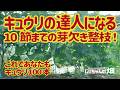 キュウリ定植後の芽欠きと整枝方法。10節までだけでいい、11節以上は放任で1株100本以上収穫できる。花も実もツルも取るきゅうり栽培方法。5/10