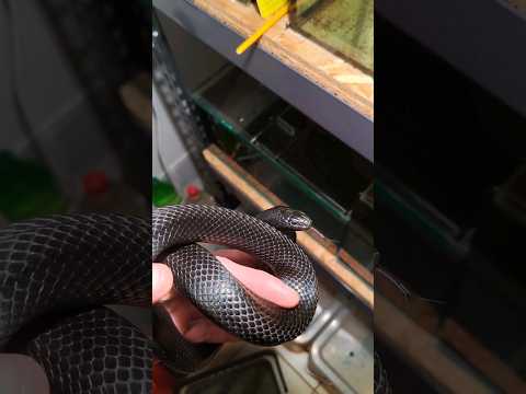 Video: Korálový had: vlastnosti, životní styl, stanoviště