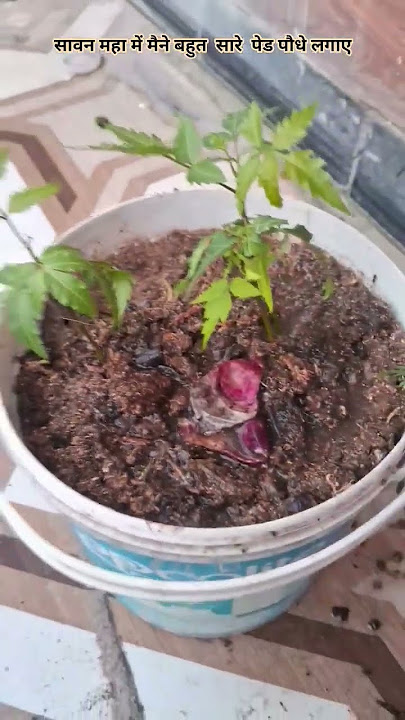 It is our duty to plant trees 🪴🏡👍#garden #gardening #shorts #sawan #months #grow #plants 🏡💕👍