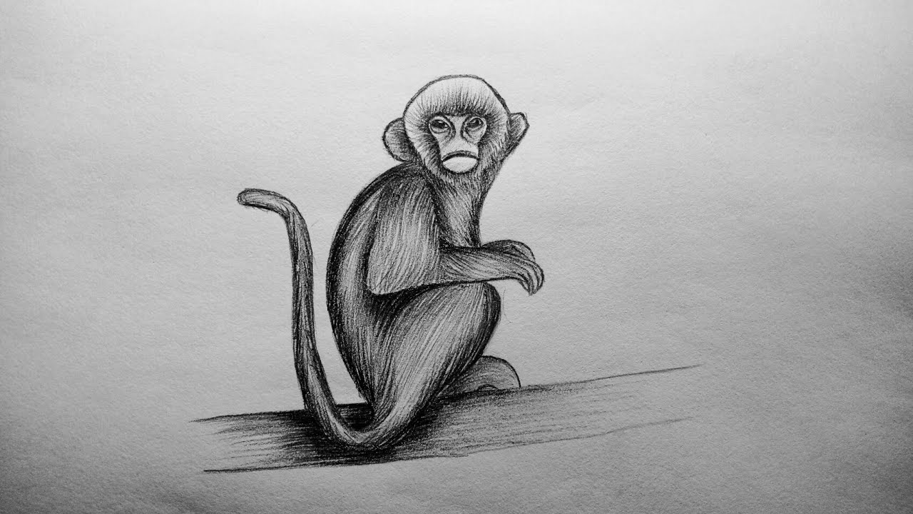 How to Draw a Monkey - Create an Adorable Monkey Drawing