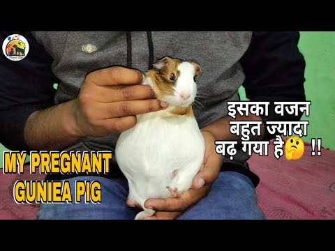 वीडियो: पुरुषों के लिए बेली फैट कैसे कम करें: 14 कदम