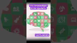 Как работают различные части головного мозга #наука #факты #мозг