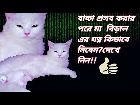 ভিডিও: কিভাবে একটি ব্রিটিশ বিড়াল জন্য যত্ন?