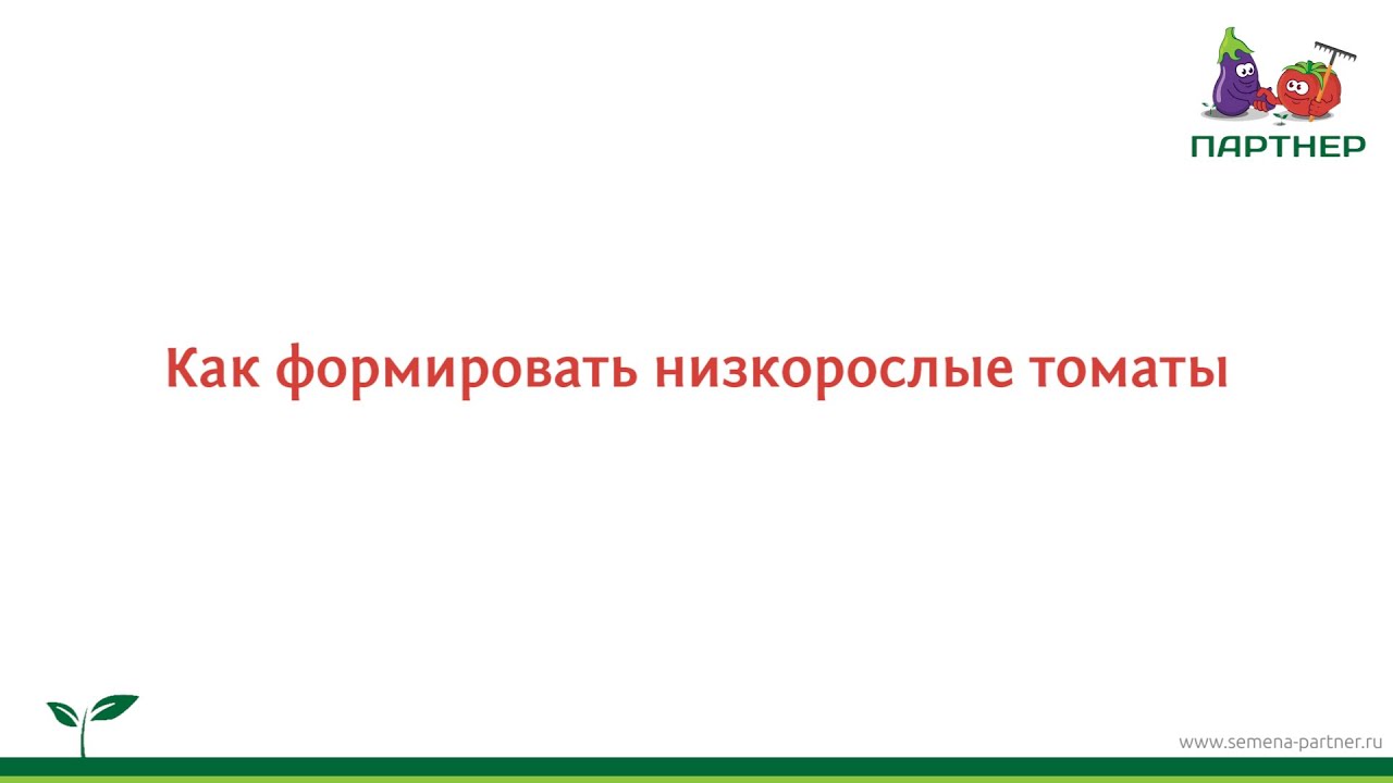 Как формировать низкорослые томаты