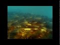 Искусственные рифы Каспия