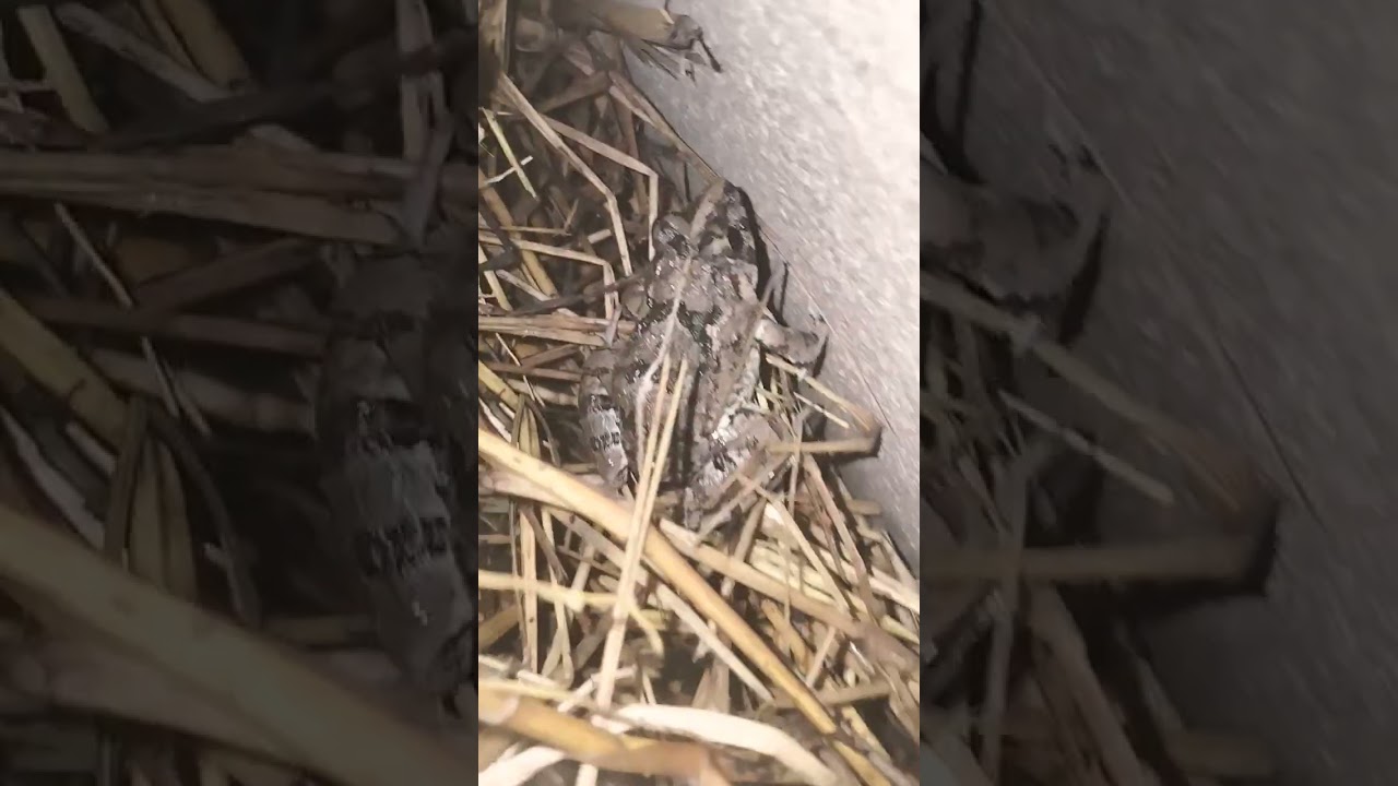 funny frogs| catching frog 