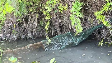 Thăm 12 Cửa Ngục Trên Đường Nước Ruộng Bỏ Hoang Trúng Cá Trê Trắng ,Cá Lóc ,Cá Lao Kiến Mùa Mưa