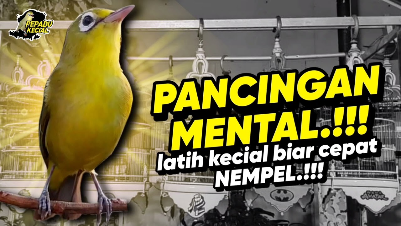 Kecial Kuning ( PANCINGAN MENTAL ) Biar CEPAT NEMPEL‼️| PEPADU KECIAL