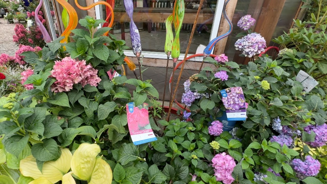 What's Growing in Washington Zone 8b A Visit to a Favorite Nursery in Sumner, Washington YouTube