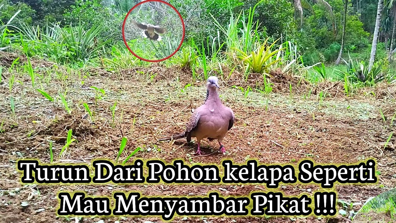 Dengar Suara Pikat ,Tekukur Suara Mersik Ini langsung Melayang Seperti Pred4tor