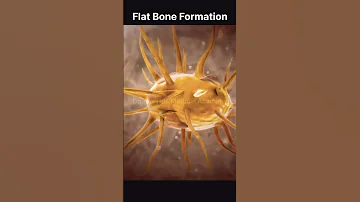 Flat Bone Formation Bone Formation Anatomy Bones Bone 