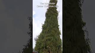 This year's 74-foot Rockefeller Center Christmas tree is en route from Massachusetts | News 12