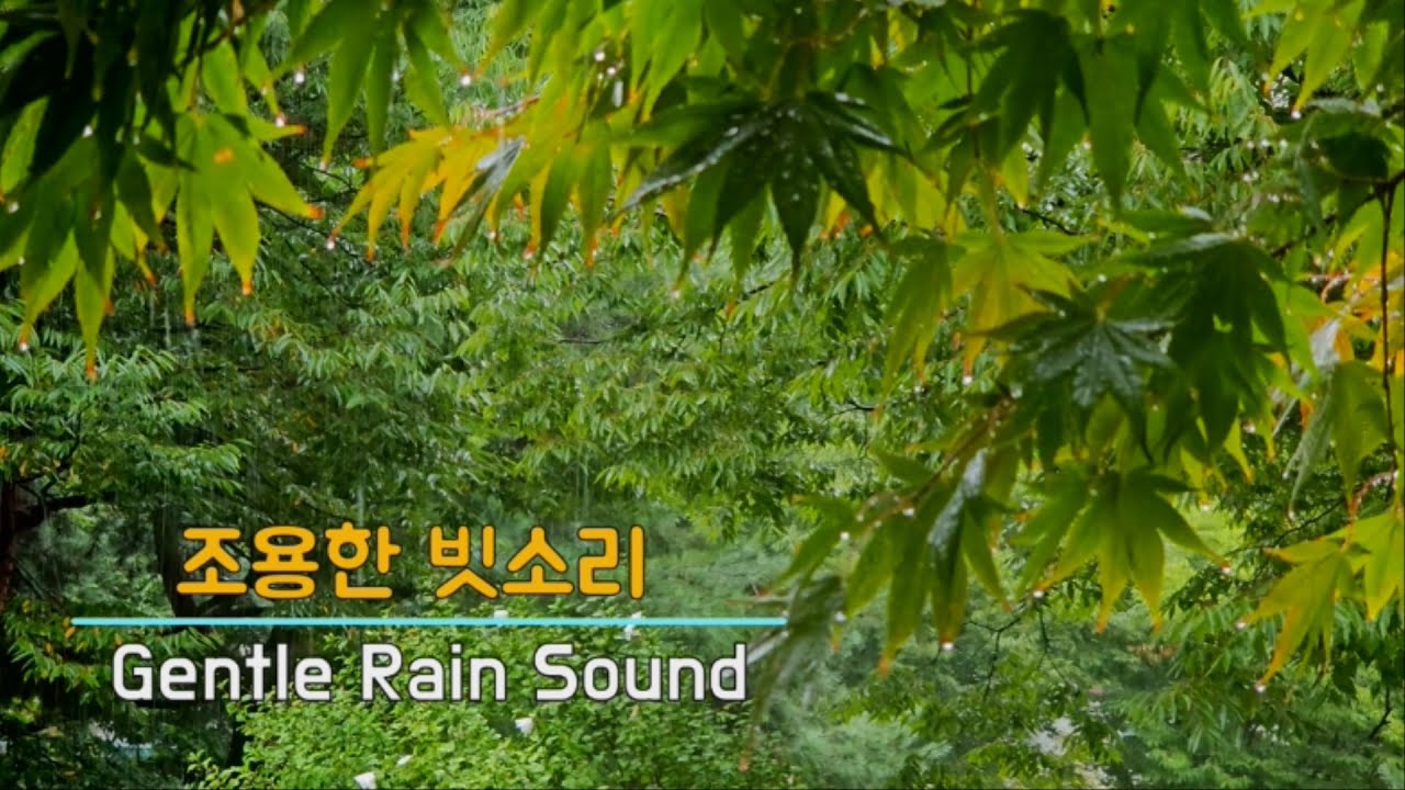 나무아래 조용한 빗소리, Gentle Rain Sound, 비오는 소리, Cozy Sound of Rain, 부드러운 빗소리