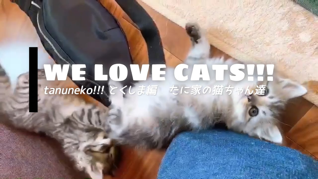 【たぬねこ＃3】癒されすぎ注意！　とくしま編