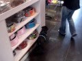 Cute black pug pixie goes shopping