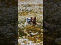 wait for it ✨🫂 #cute #dog #brother #flowers #owsome #shorts