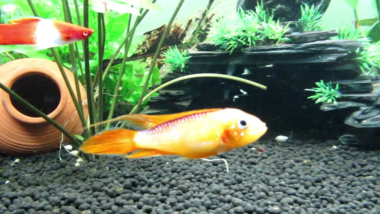 Aquarium questions and answers YouTube