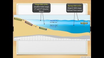 Subtidal Intertidal and Supratidal zones