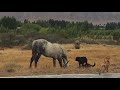 dogs barking at horses