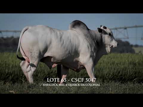 LOTE 65   CSCF 5047