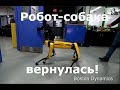 Судьбинушка двух новых роботов-собак из BostonDynamics (озвучка , много мата)