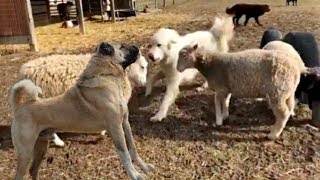 Kangals go crazy and attack the sheep flock that they were supposed to protect!!!