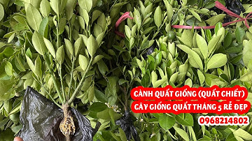 Cành quất giống (quất chiết) - Cây giống quất tháng 5 rễ đẹp, cành quất cây tơ to khoẻ xanh đẹp