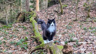 Norwegian Forest Cat: The next Top Model on the Catwalk? 4K