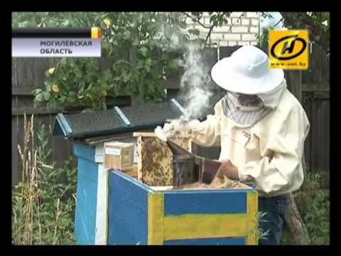 Укус пчелы: вред или укрепление здоровья?