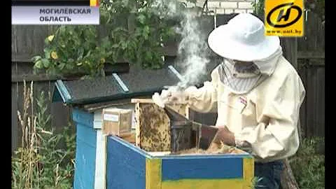 Укус пчелы: вред или укрепление здоровья?