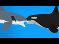 Orca Vs Great White Shark(Read Description)