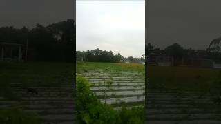 beautiful nature 🌱🌾😇🙏#shorts #nature #beautiful #explore #trending #viral