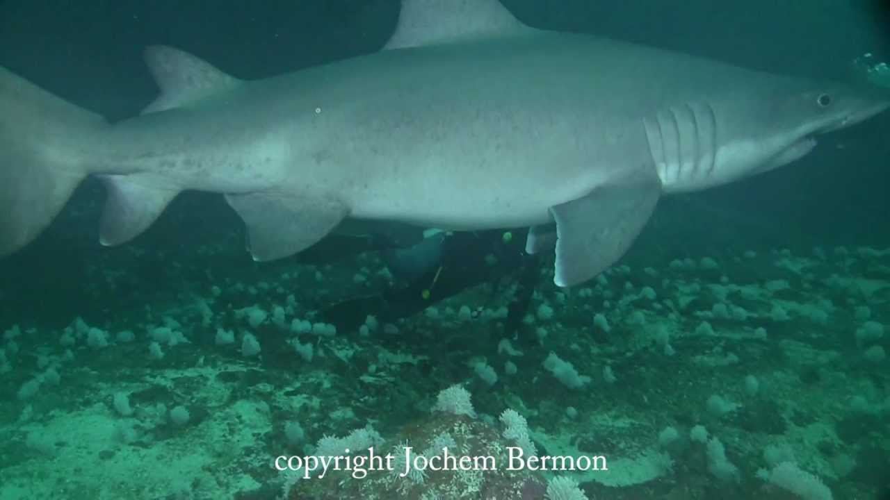 Smalltooth sand tiger - Alchetron, The Free Social Encyclopedia