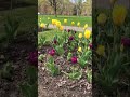 Tulips @ Niagara Falls Blooming Flowers by the Falls #vlog #shorts #tulip #flowers #nature #spring