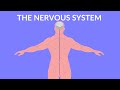 The Intricacies of the Nervous System Explained