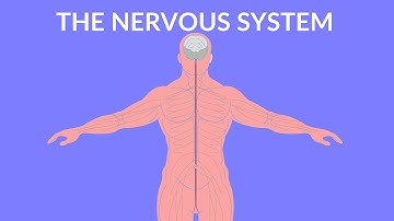 The Nervous System  | Video for Kids