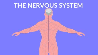 The Nervous System  | Video for Kids