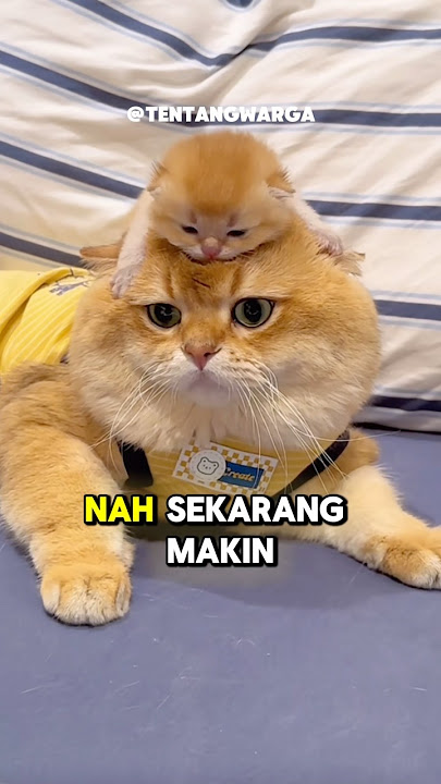 Susahnya nyuruh mandi 🤨