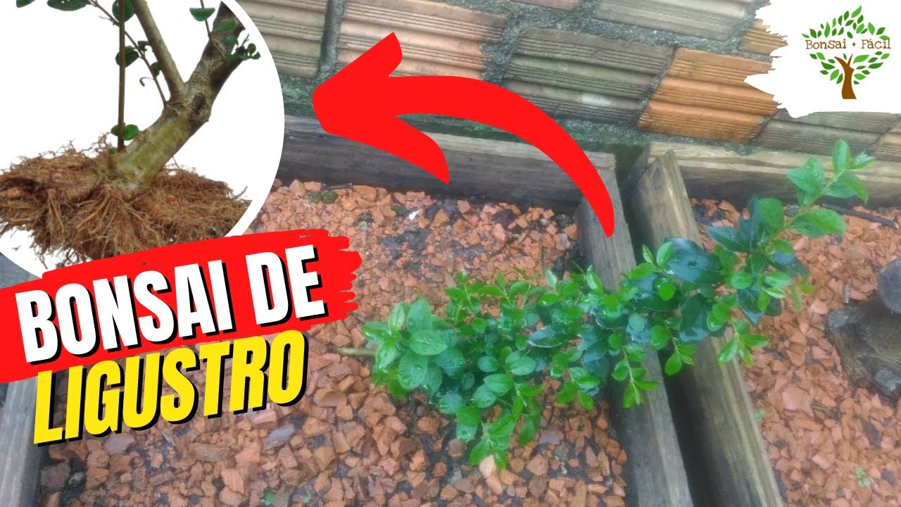 TRABALHOS DO DIA A DIA - BONSAI DE ALFENEIRO (LIGUSTRO)