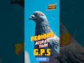 कुछ कबूतर GPS से भी बेहतर दिशा पहचानते हैं! 😳🐦 | Amazing Bird Fact #shorts #facts #foryou #birds