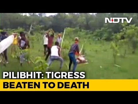 Tigress Beaten To Death In UP, Villagers Make Video With "Commentary"