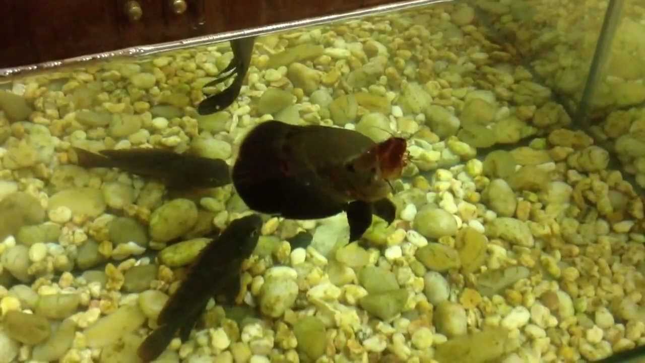 Diksh Potter's Oscar pet fish engulfs a whole alive Cockroa
