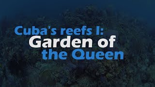 Cuba's Reefs 1: Garden of the Queen