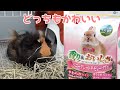 かわいい牧草食べてみた！と、最近のコメ欄について。　Japanese Cute hay