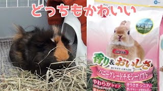 かわいい牧草食べてみた！と、最近のコメ欄について。　Japanese Cute hay