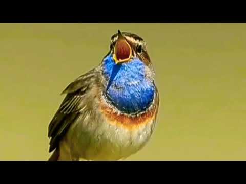 Top 10 most beautiful bird's planet on earth for the whatsapp status video# Beautiful natural video