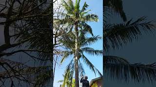 Cara Tradisional Memanjat Pokok Kelapa