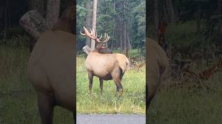 Elk Crossing Jasper Canada